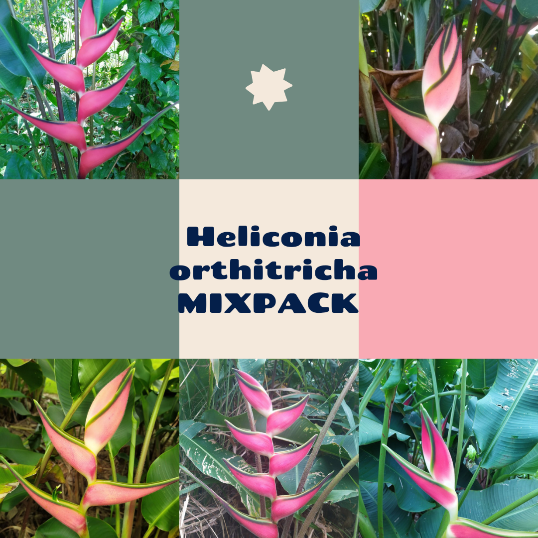 Heliconia orthotricha MIXPACK (2 varieties)