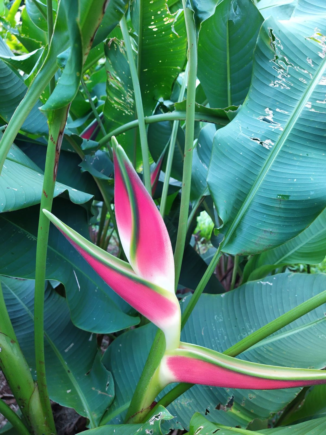 Heliconia orthotricha &