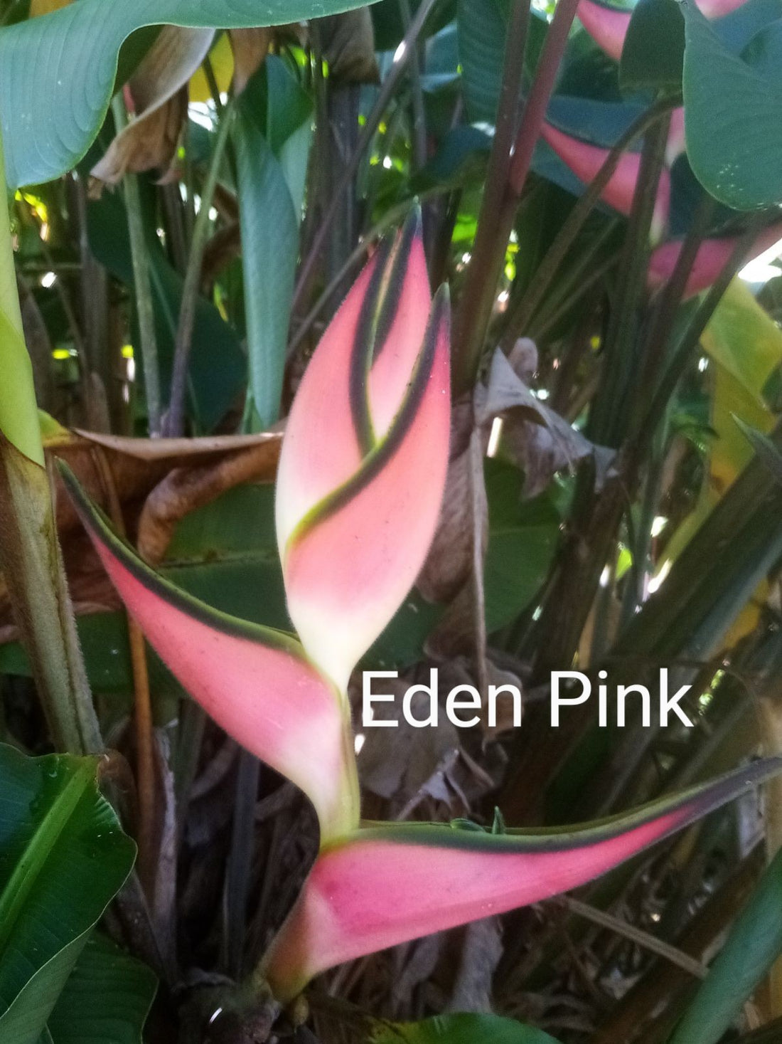 Heliconia orthotricha MIXPACK (2 varieties)