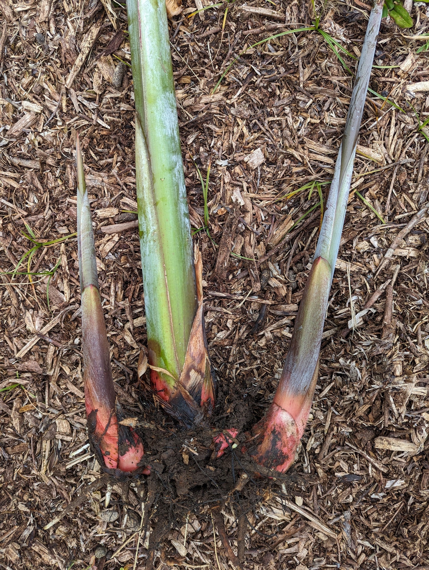 Heliconia rhizome with growth points 