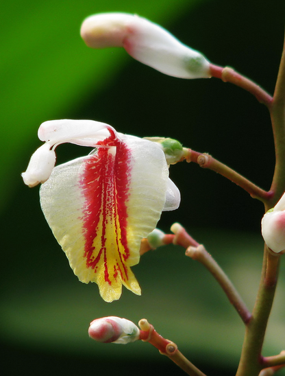 Alpinia formosana &