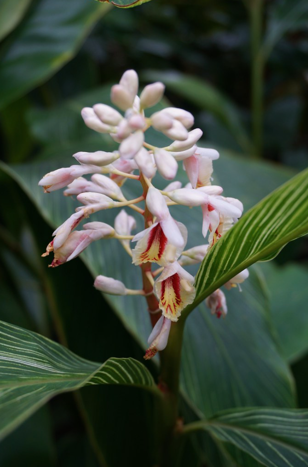 Alpinia formosana &