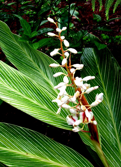 Alpinia formosana &