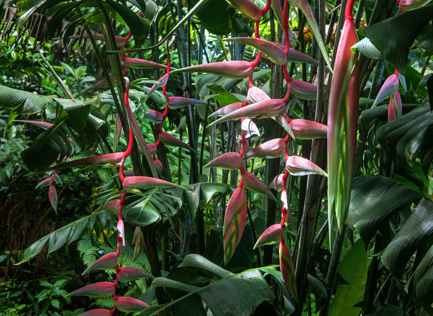Heliconia chartacea ‘Sexy Pink’