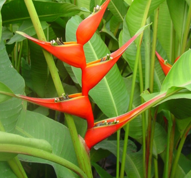 Heliconia stricta &