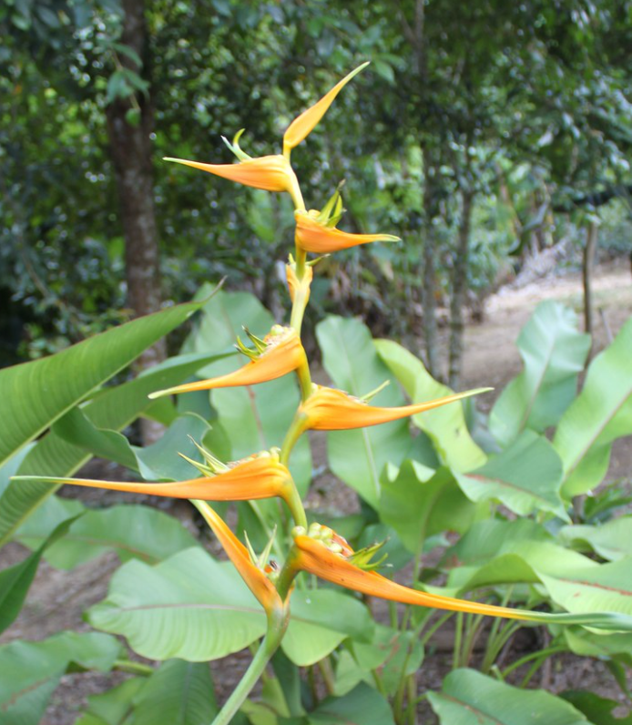 Heliconia latispatha ‘Orange Gyro’