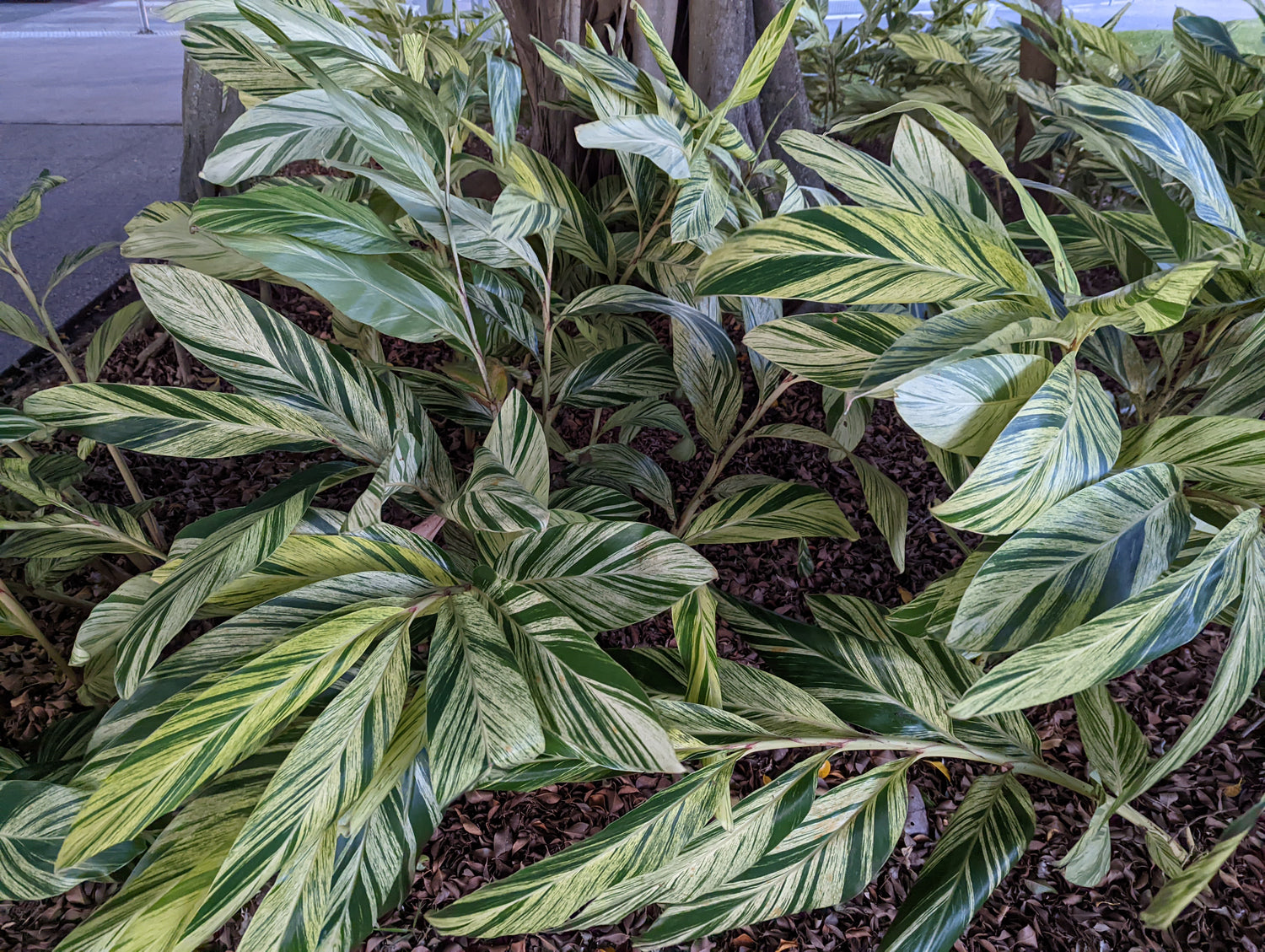 Alpinia zerumbet variegata ‘Variegated Shell Ginger’
