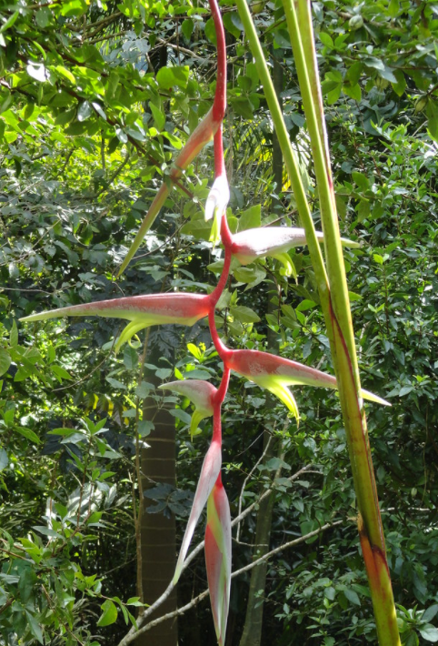 Heliconia chartacea ‘Sexy Scarlet’
